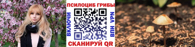 где найти наркотики  Новоаннинский  Галлюциногенные грибы Psilocybine cubensis 
